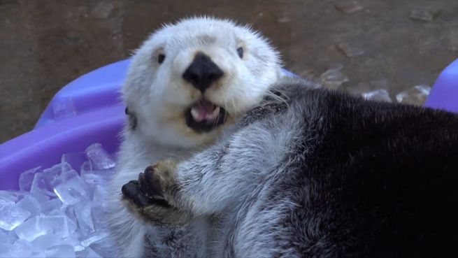 go to Eiswürfel-Spaß: Otter nehmen ein kühles Bad