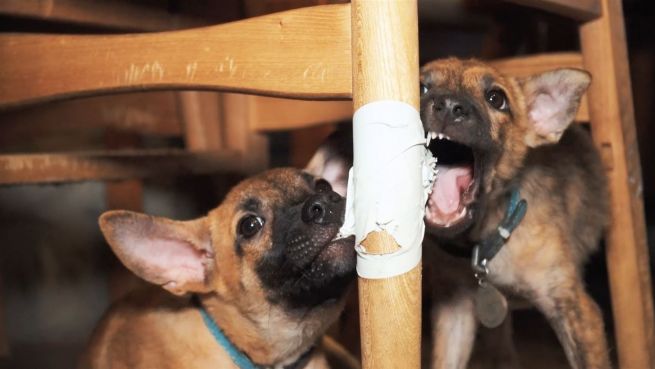 go to Ein Café für streunende Tiere