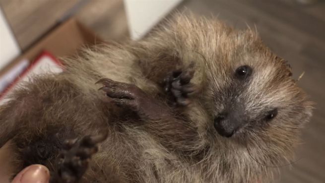 go to Selbstlose Lebensretter: Igel-Mamis vernetzen sich