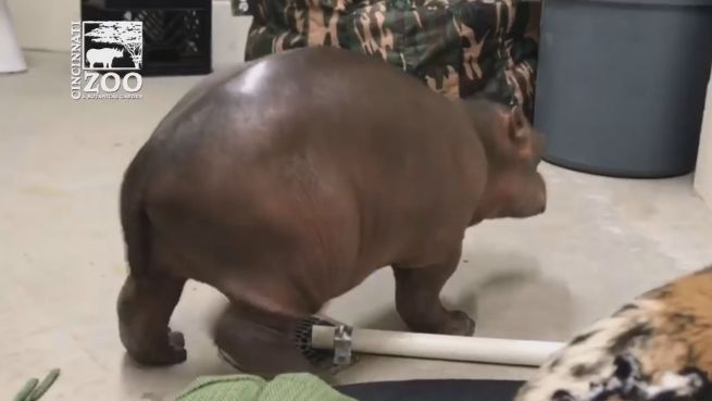 go to Tapsige Nachtwanderung: Baby-Hippos erste Schritte