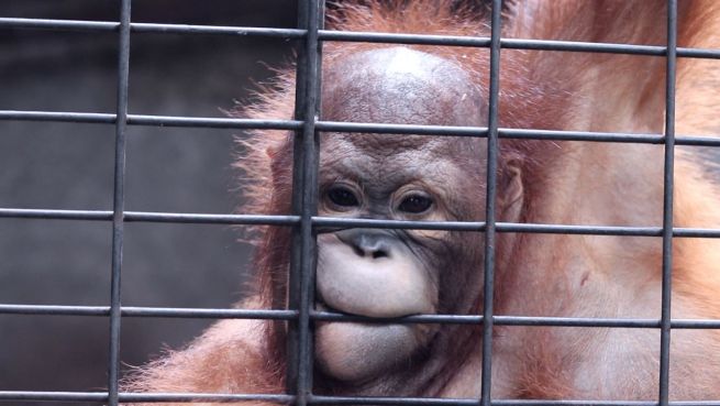 go to Horror-Zoo in Bangkok: Diese Bilder sind schockierend