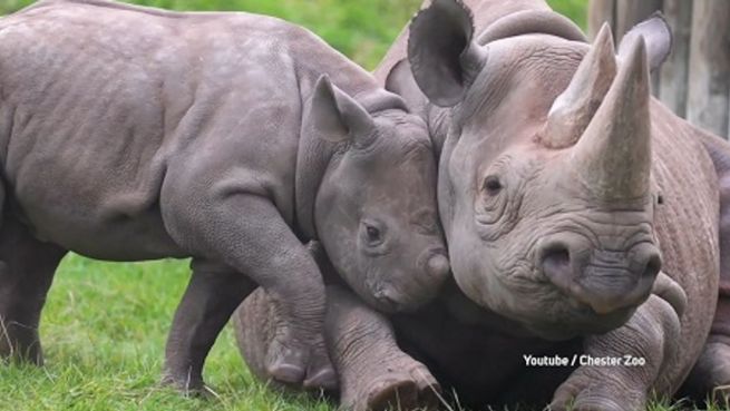 go to Hallo, Mama? Nashorn-Baby bettelt um Aufmerksamkeit
