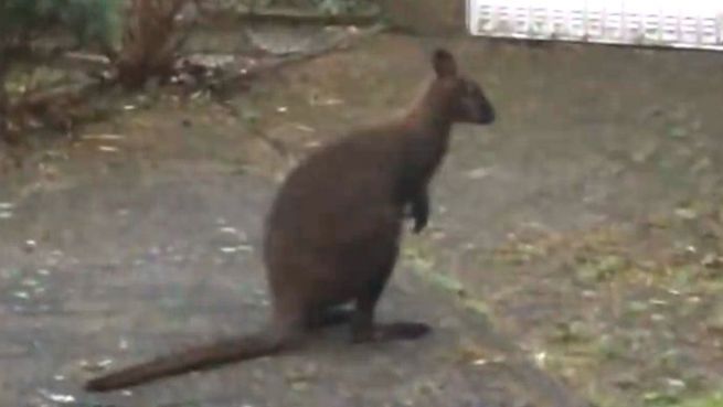 go to Ausgebüxt: Känguru Speedy hüpft durch Münster