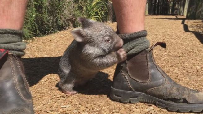 go to Zuckersüß: Dieses Wombat-Baby ist der Liebling des Zoos