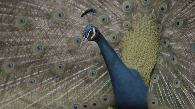 go to Vergeblicher Balztanz: Pfau baggert Huhn an