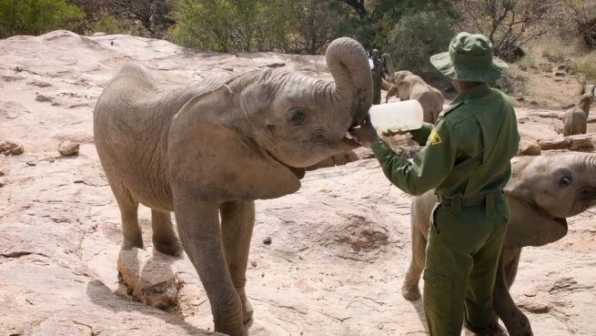 go to Zuckersüß: Gerettete Elefanten-Waisen tollen herum
