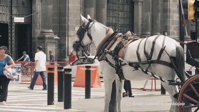 go to Guadalajara: Pferdekutschen vor Abschaffung