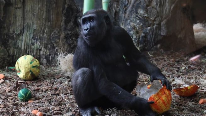 go to Was für ein Affentheater: Gorillas haben Geburtstag