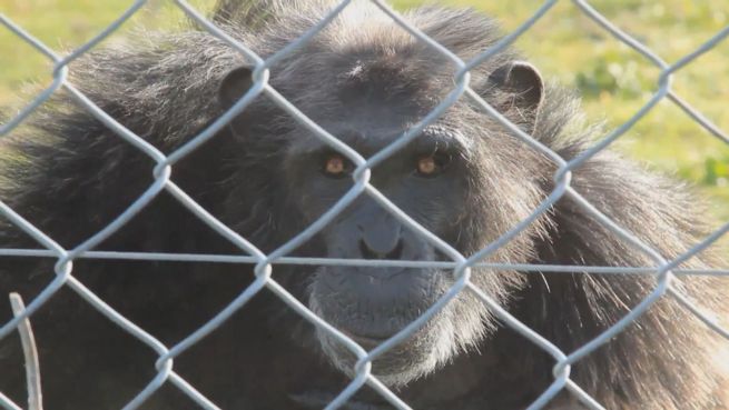 go to Affen in Gefahr: Primaten-Park vor dem Aus?