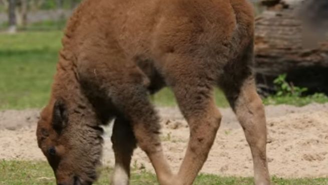 go to Zuckersüß: Bison-Babys auf Erkundungstour