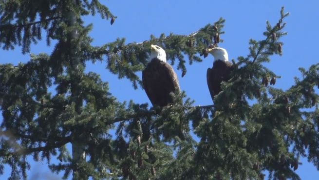 go to Wappentier zu Gast: Seeadler-Paar über dem Zoo