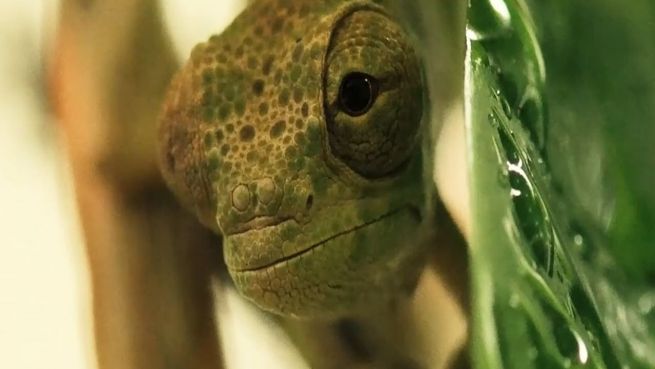 go to Klein wie ein Finger: Chester Zoo zeigt Chamäleon-Babys