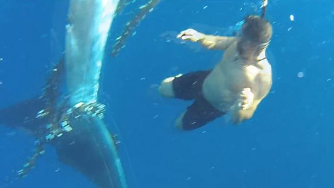 go to Spektakuläre Rettungsaktion: Mann befreit 15-Meter-Wal