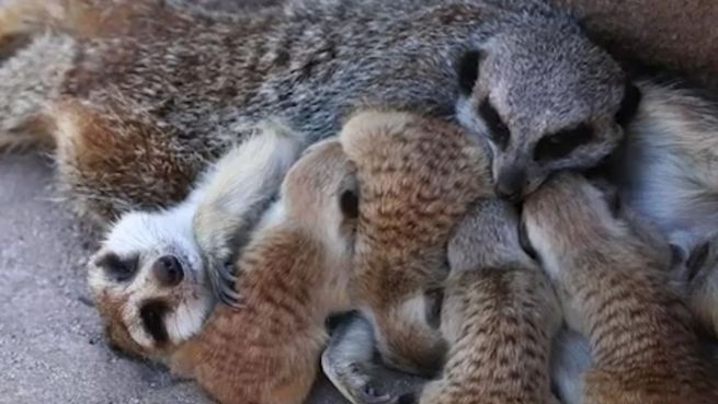 go to Süßer gehts nicht: Erdmännchen-Babies im Melbourne Zoo