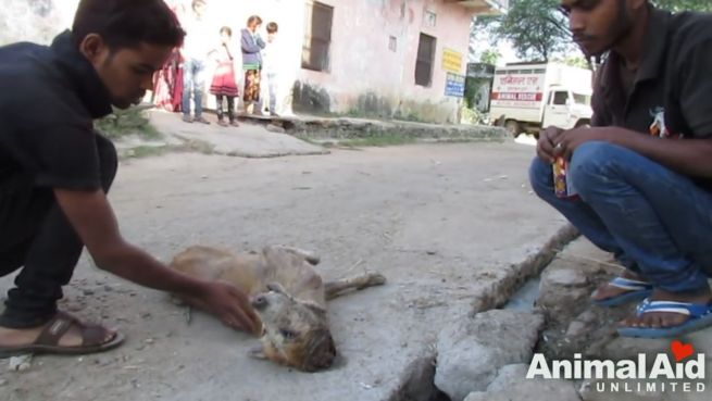 go to Rettung in Indien: Sterbender Straßenhund überlebt