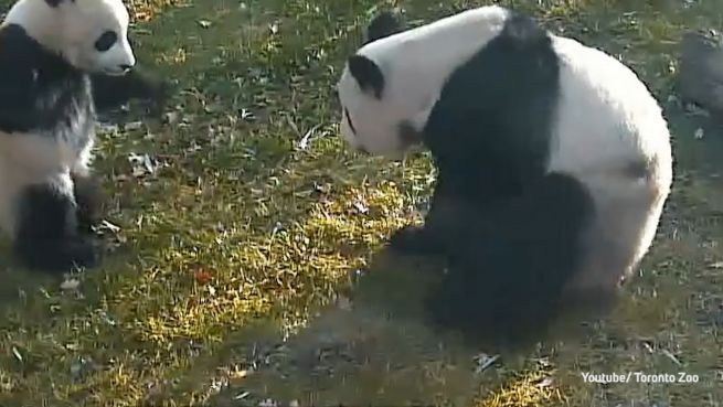 go to Tollpatsche unter sich: Riesen-Panda-Babys in Toronto