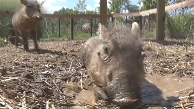 go to Sauerei: Warzenschweine genießen Schlammbad