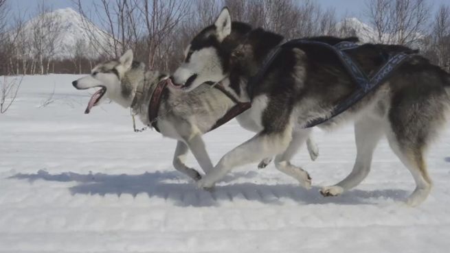 go to Huskies und Musher: Schlittenhund-Schule in Kamtschatka