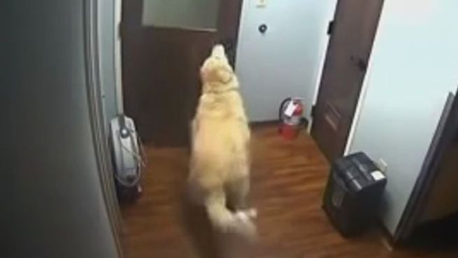 go to Kein Bock auf Tierklinik: Hund bricht aus