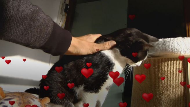 go to Schnurrige Partnersuche: Speed-Dating für Katzen