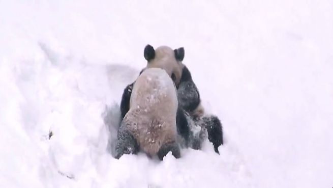 go to Tapsige Schneeballschlacht: Putzige Pandas im Schnee