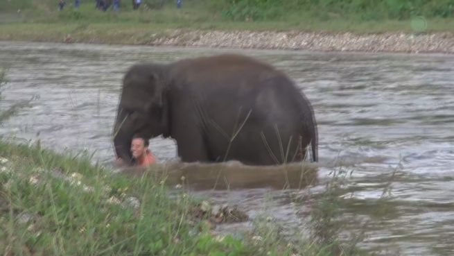 go to Betreuer ertrinkt? Elefant will helfen