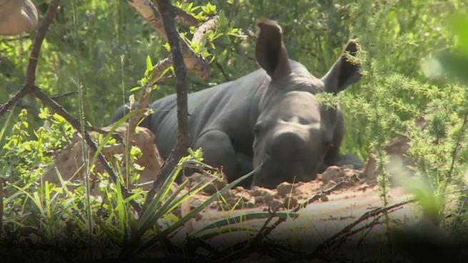 go to Nashorn-Geburt: Die Suche nach dem Riesenbaby