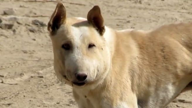 go to Gerettet: Straßenhund von riesigem Abszess befreit