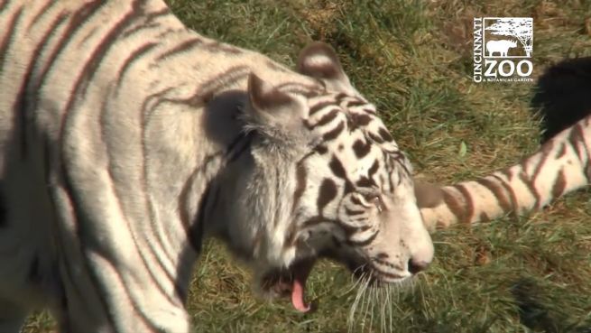 go to Tiere mit Altersschwäche: Hilfe für die Zoo-Senioren